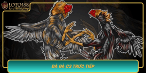 Da Ga C3 Truc Tiep Cap Nhat Truc Tiep Ty Le Thang Loto188